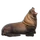 Item stellersealion 01