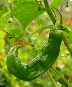 Chilli Aji brown