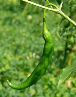 Chilli Aji colorado