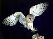 Blogbarnowl