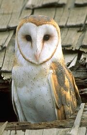 Barn owl