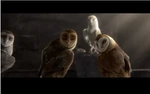 Grassowl4