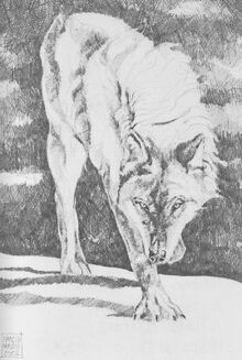 Lupo solitario