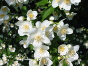 Any Wild Flower Syrup
