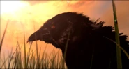 Thrall's Vision Crow Closeup