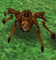 Brown Spider