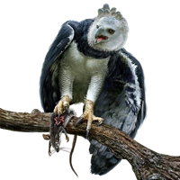 Huge item harpyeagle 01.png