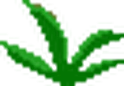 Snake Weed
