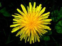 Top view of a dandelion
