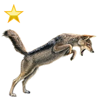 Huge item blackbackedjackalgold 01.png