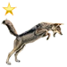 Black Backed Jackal