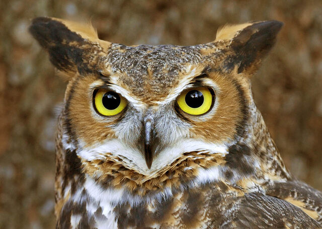 File:Great horned owl face 2 copy.jpg