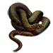 Mud Snake