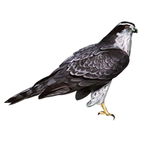 Huge item goshawk 01