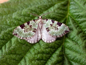 Green Carpet - British Wildlife Wiki