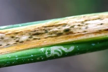Onion Stemphylium leaf blight Stemphylium vesicarium