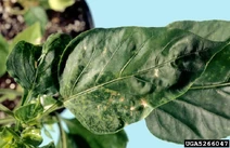 Pepper Tobacco etch virus 2