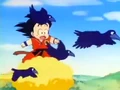Crows