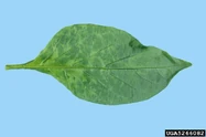 Pepper Cucumber mosaic virus