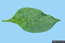 Pepper Cucumber mosaic virus