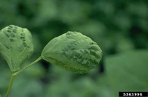French bean Bean common mosaic virus