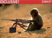 Machine Gun Monkey