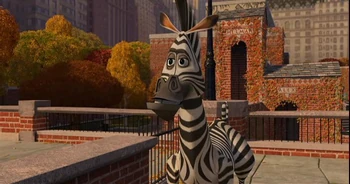 Zebra 1