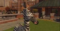 Zebra 9.jpg