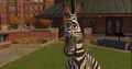 Zebra 10.jpg