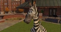 Zebra 11.jpg
