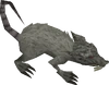 Blessed rat old