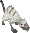 Albino rat old