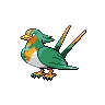 Swellow E variocolor