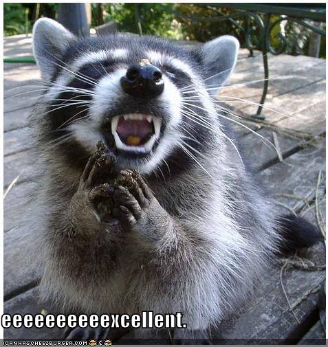 http://images2.wikia.nocookie.net/__cb20101031132621/mafiawars/images/4/46/Funny-pictures-evil-raccoon.jpg