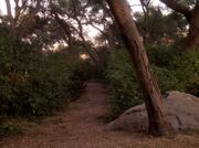 Sherwood Forest