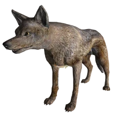 CoyoteFNV