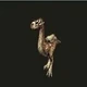Fauna a flora