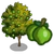 Key Lime Tree-icon.png