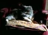 Trelawney cat 1