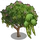 Mountain Ebony Tree-icon