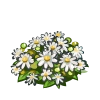 White Mums-icon