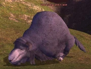 Dozing Dorian