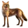 Item coyote 01