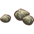 Wild Sunflower Seed