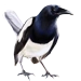 Jailbird