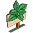 Peppermint