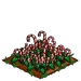 Candy Cane 100