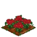 Poinsettia 100