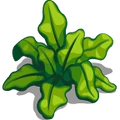 SeaPlants Sea Lettuce-icon