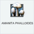 Amanita Phalloides PL